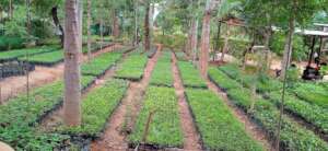 Moringa  seedlings and other trees in the nursery