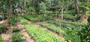 tree nursery with moringa seedlings and others