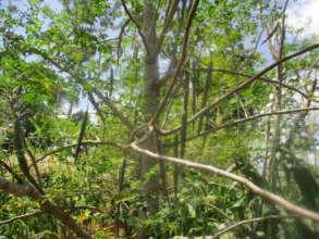 mature moringa tree