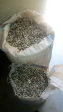 collected moringa seeds for sale