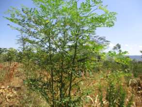 moringa mature trees in the farmers farms