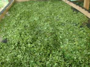 moringa leaves drying