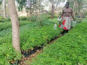 moringa seedlings at DNRC tree nursery