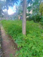 DNRC moringa seedlings