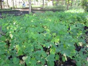 Moringa seedlings in the tree nursery