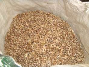 moringa seeds