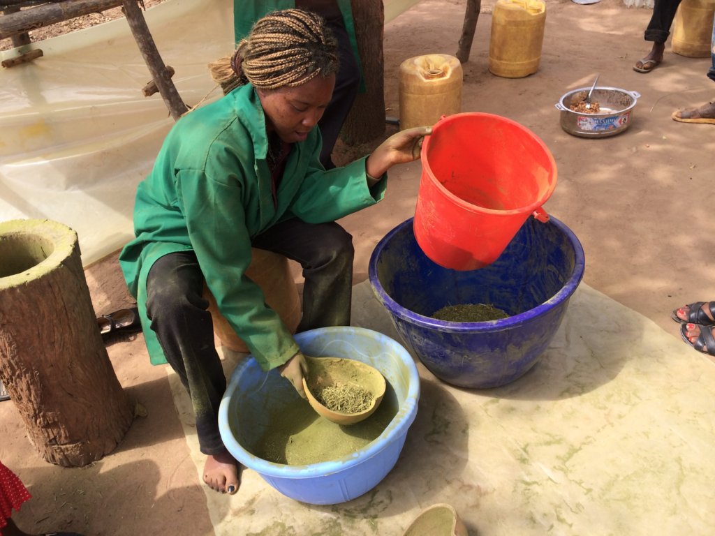 Making Moringa powder