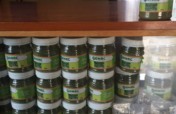Moringa to support Kenyan farmers health & wealth