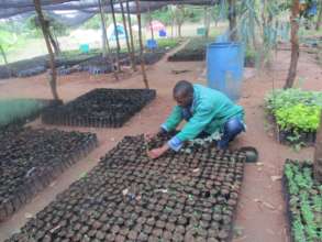 moringa nursery