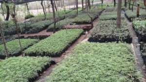 tree nursery with moringa seedlings and other spp