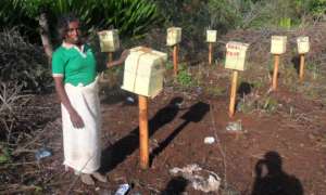 One tribe woman involving in honey bee