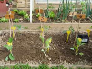 Vegetable garden in Italy_2