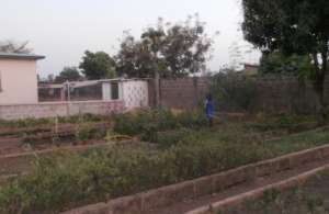 Vegetable garden in Benin_3