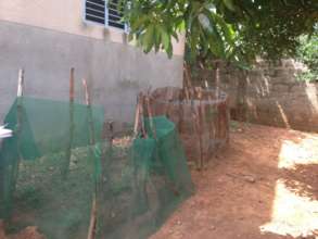 Vegetable garden in Benin