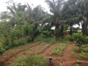 Vegetable garden in Benin_2