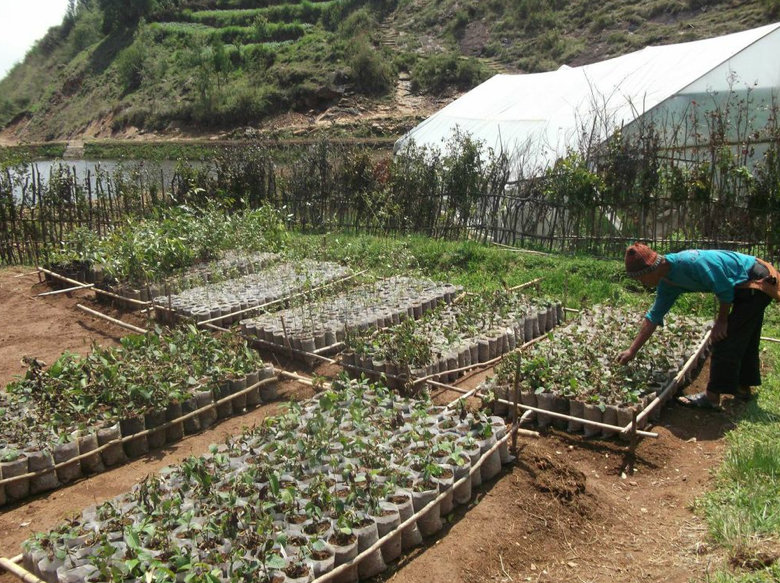 Grow 30,000 trees to restore India's cloud forest