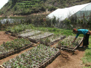 Home-run nurseries