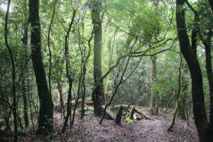 Sacred Forest India