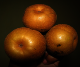 the Wild Himalayan Pear