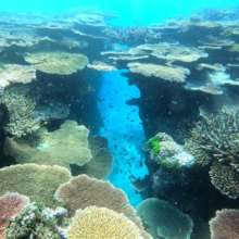 Nuku reef, our most pristine remaining site