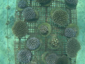 Corals planted onto cement 'cookies' at 11 months
