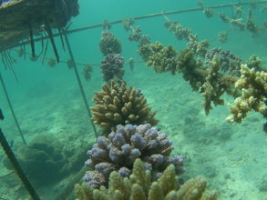 Corals growing on ropes