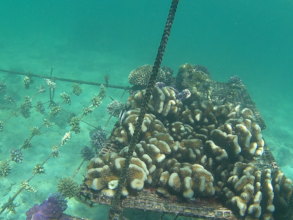 Crowded corals ready for outplanting