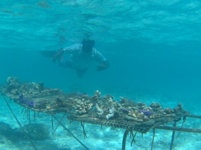 Coral Nursey at Cook Islet, Christmas Island