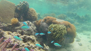 Yes the coral reefs are still live!