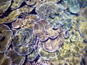 Tabulate corals on Nuku Reef!