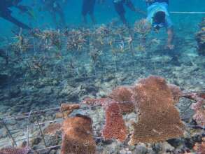 Broken table corals rescued and planted to A-frame