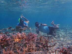 A-frame outer reef out-planting experiments