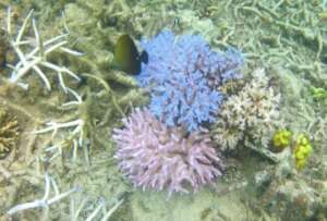 Bleached corals of the lagoon reefs