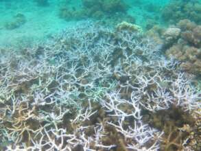 Bleached staghorn corals of the hot lagoon