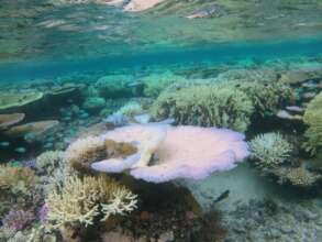 Outer reef coral bleaching