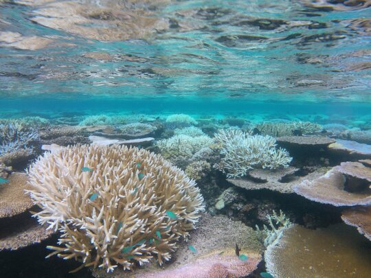 Some are bleaching resistant super corals