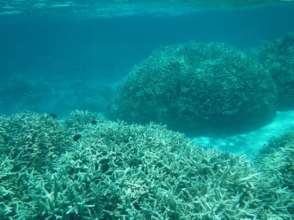 Big staghorn coral thickets beginning to bleach