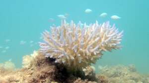 Bleached coral on Kiribati reef algae coming back
