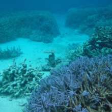 Bright blue colors, a sign of bleaching