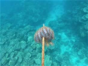 Crown of Thorns Starfish Removed from Nuku Reef