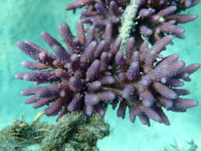 Purple digitate acropora ready for trim