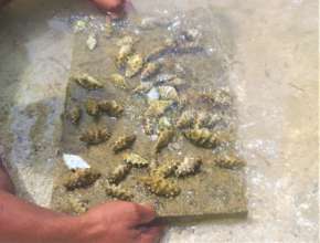 Giant Clam Babies Arrive from Fisheries!