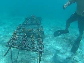 Christmas Island Coral Nursery