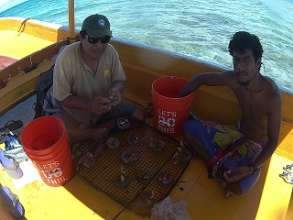 Planting the Corals