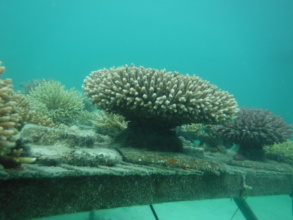 Mother corals will be trimmed to restore reefs