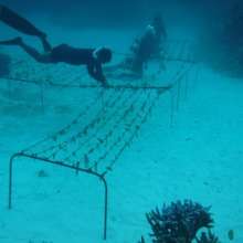 Tuvalu's first 'super coral' nursery