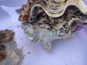 Giant clam with opalescent colors