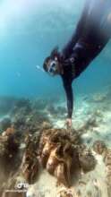 Fiji diver descends to giant clam