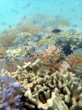 Fish enjoying protected Kiribati coral nursery