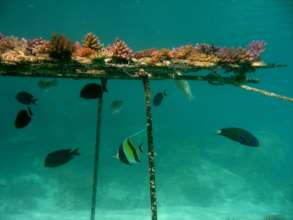 Fish help maintain a coral nursery